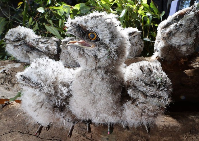 Джымчатый лягушкоророт