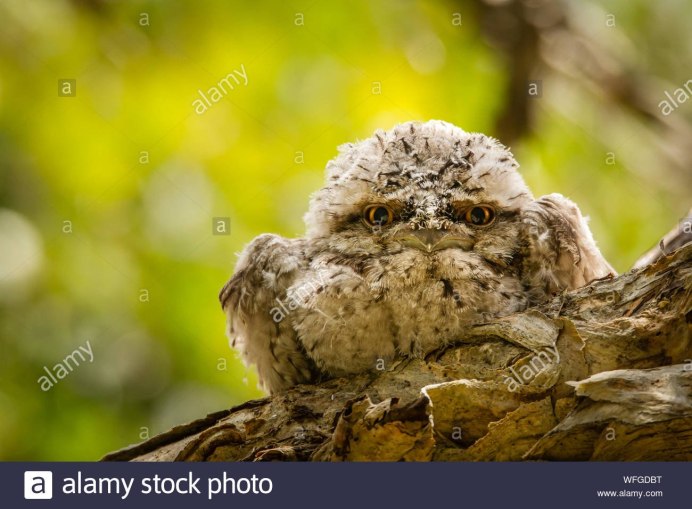 Козодой лягушкорот