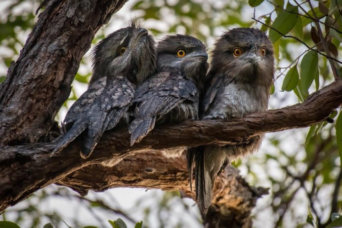 Tawny Frogmouth
