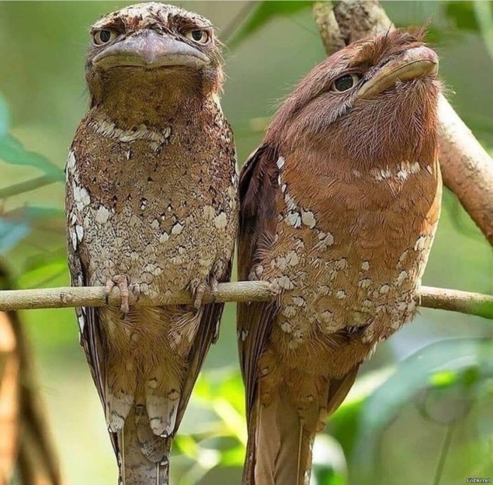 Козодой лягушкорот