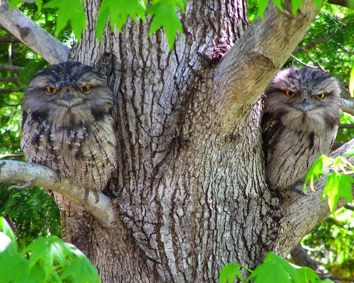 Пухнатый зверь