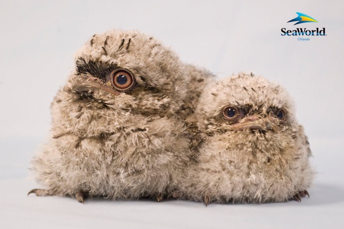 Дымчатый лягушкорот фото