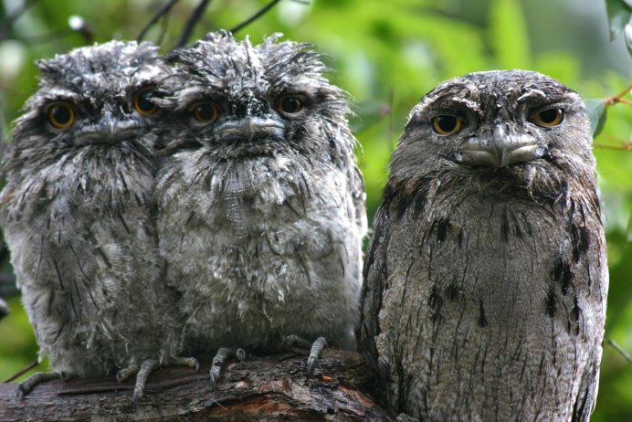 Ушастый лягушкорот