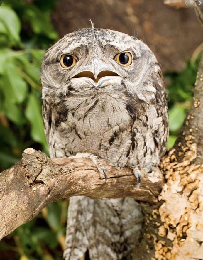 Исполинский Белоног