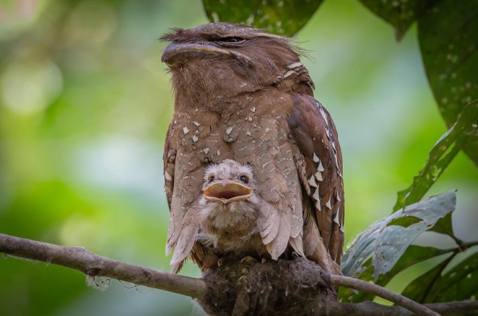 Исполинский Белоног (дымчатый лягушкорот)