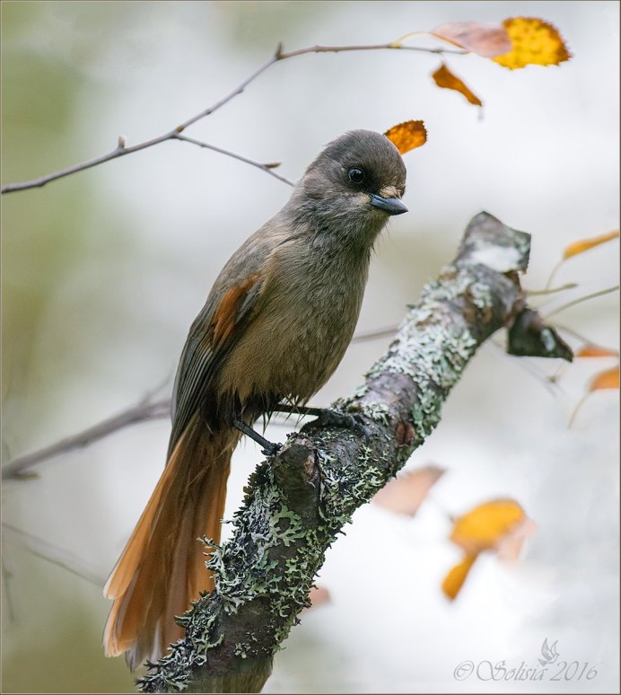 Кукша Perisoreus Infaustus