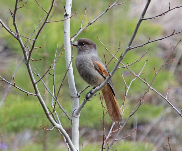 Кукша Perisoreus Infaustus