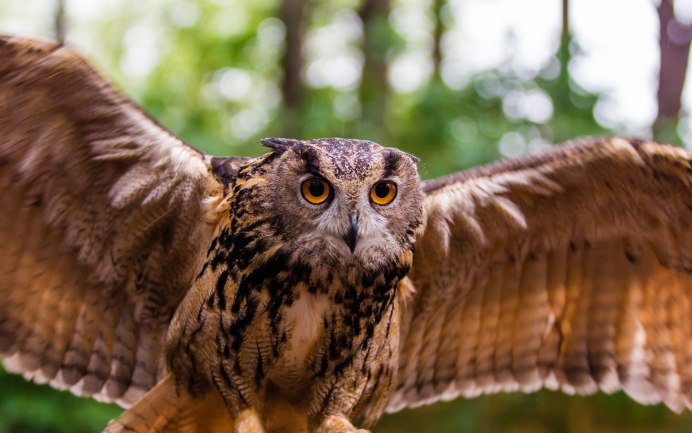 Филин Брянск