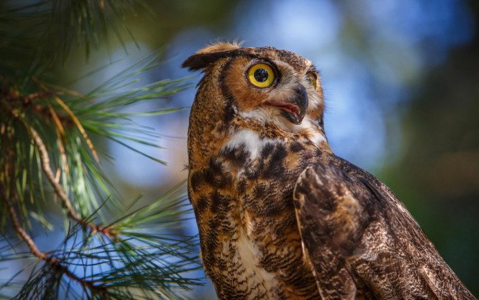 Сова Лесная птица