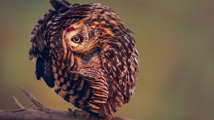 Красивая Сова