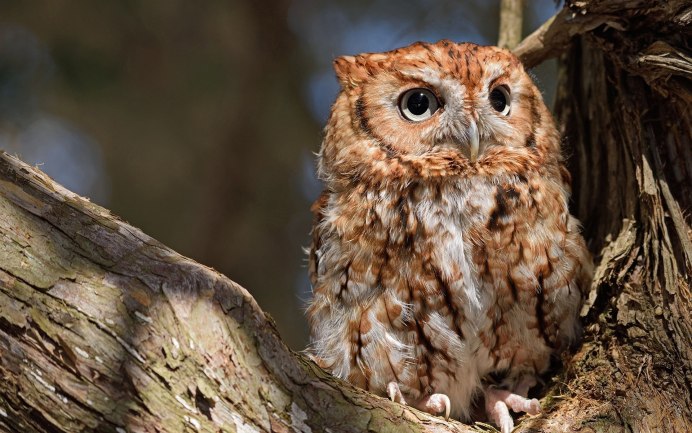 Совиные Совы