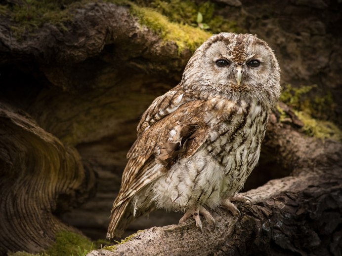 Лесной Сыч неясыть