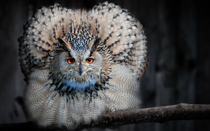 Сибирикус Филин