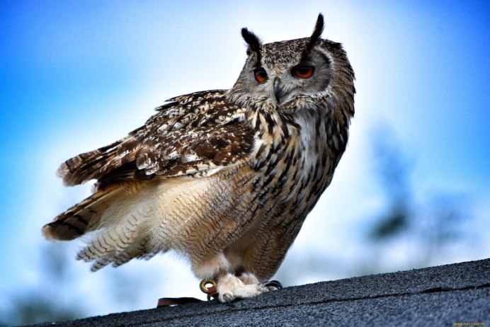 Птицы Совы и филины