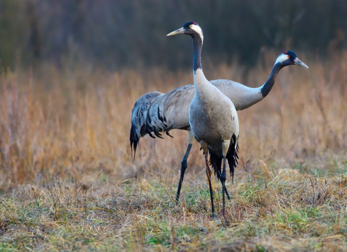 Серый журавль Grus Grus