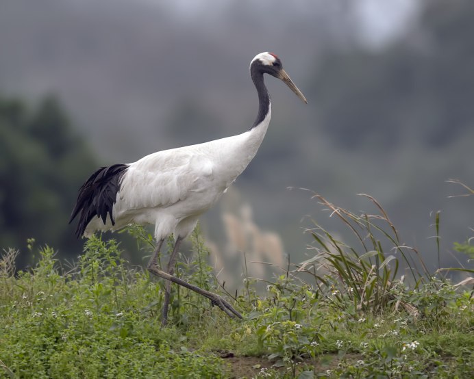 Японский (Уссурийский) журавль Grus japonensis