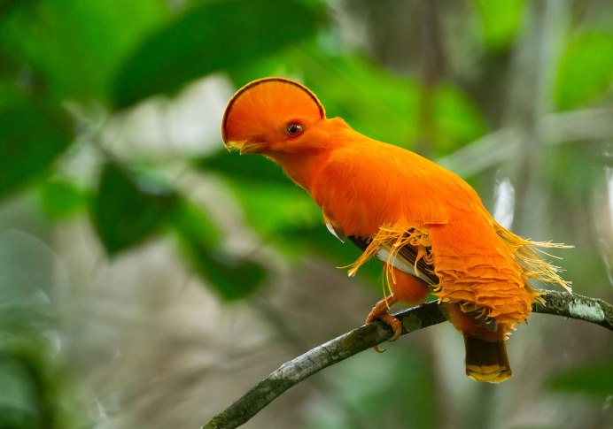 Гвианский Скалистый петушок