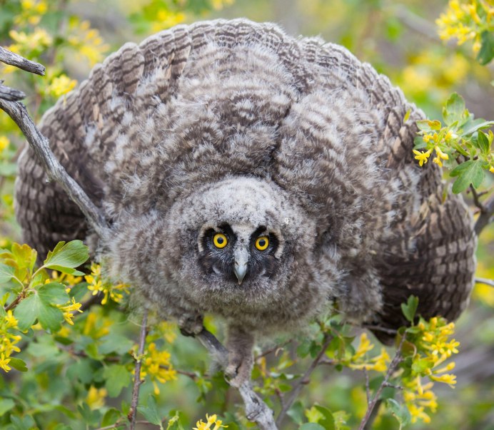 Чудеса природы животные