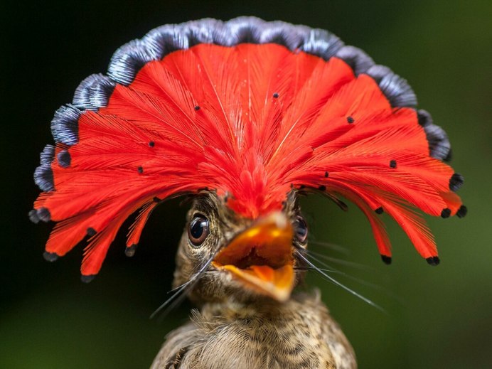 Королевский венценосный мухоед