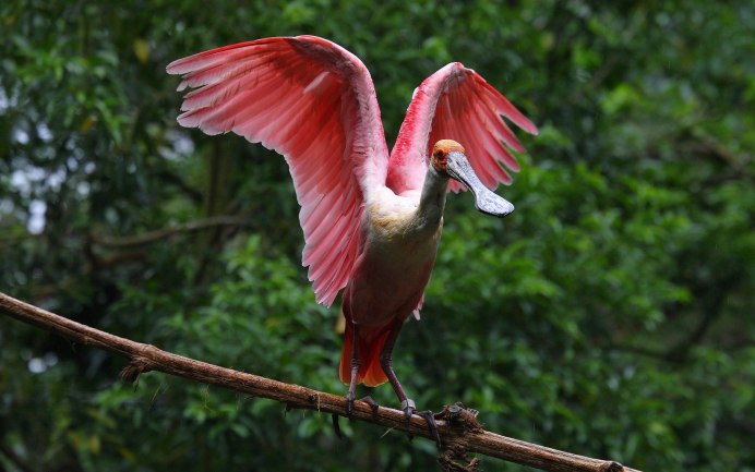 Редкие птицы