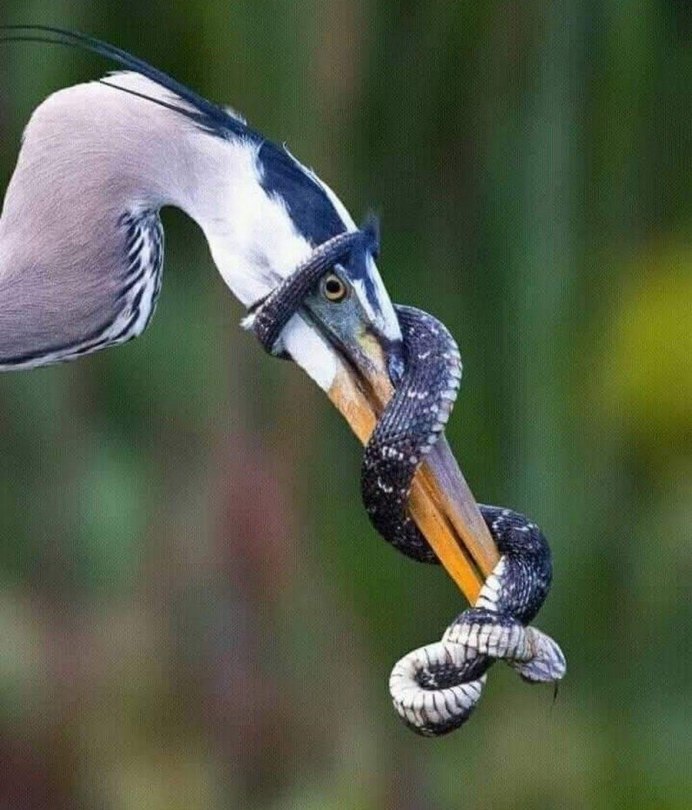 Смешные птицы