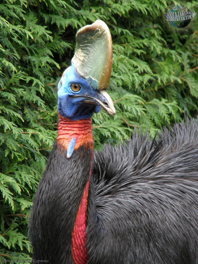 Шлемоносный казуар