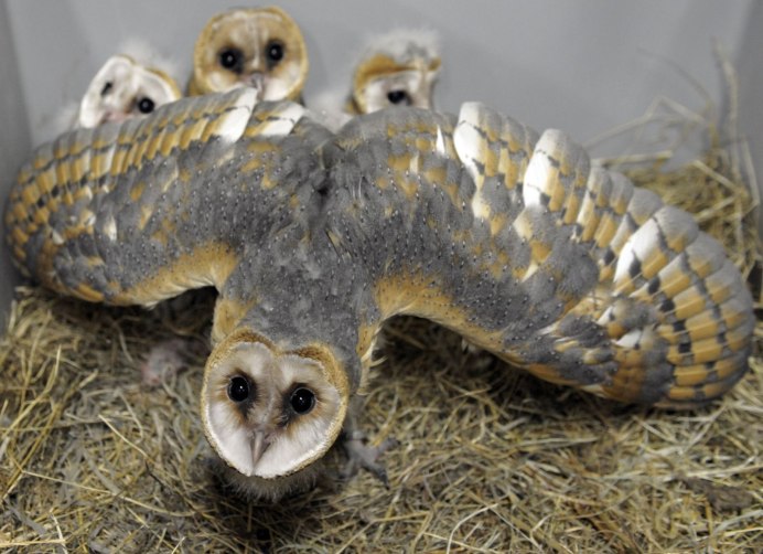 Обыкновенная сипуха птенец