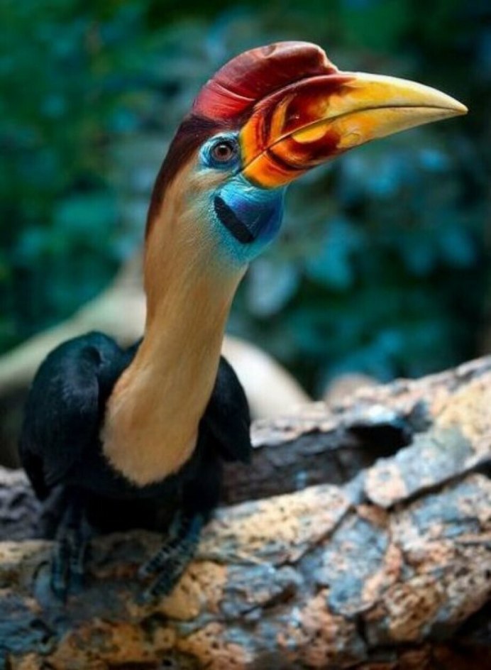 Сулавесский калао птица