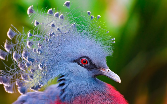 Веероносный венценосный