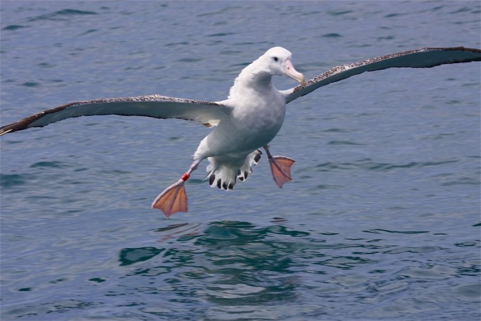 Морские птицы Альбатрос