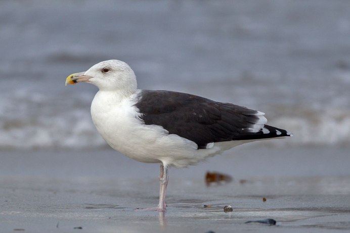 Larus Marinus