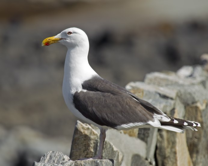Морская Чайка Larus Marinus great Black-backed Gull