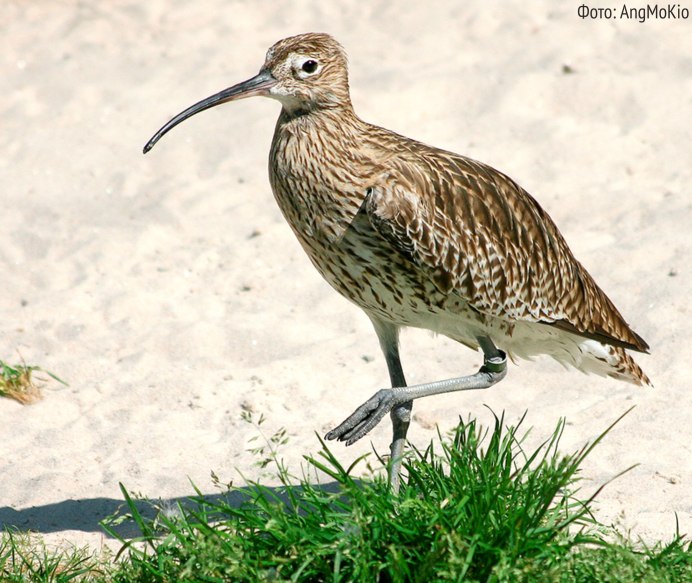 Бекасовые птицы