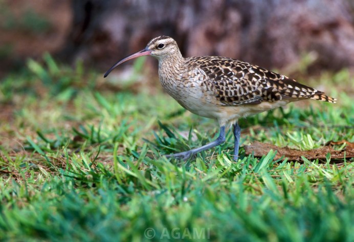 Отряд Ржанкообразные