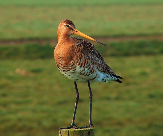 Морской Бекас птица