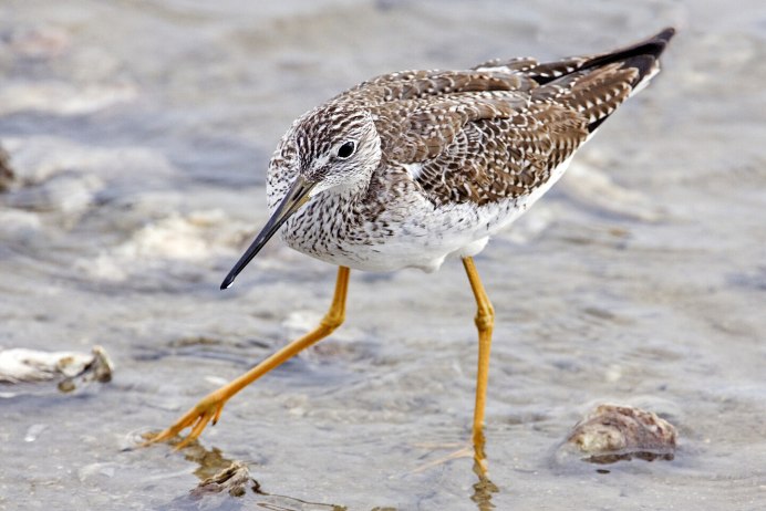 Calidris canutus