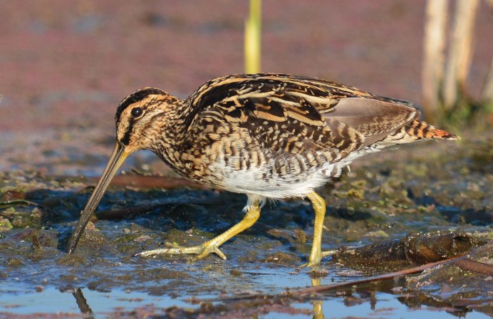 Бекасик песочник птица