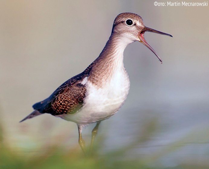 Дутыш (Calidris melanotos)