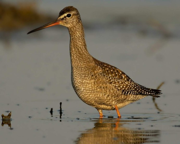 Птица пугает