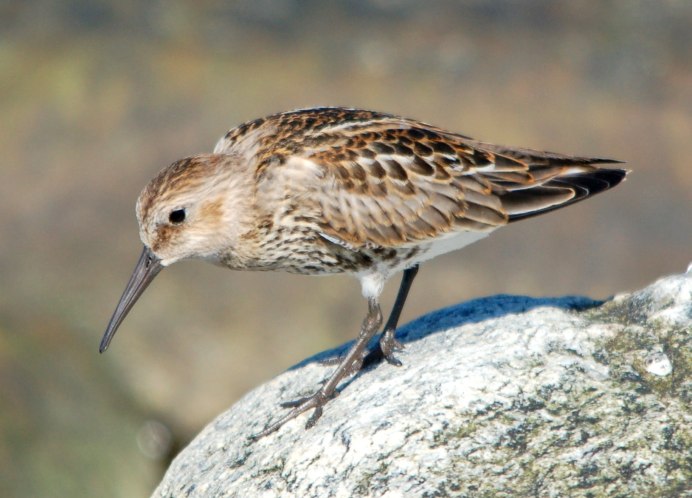 Чернозобик птица