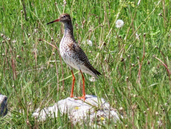 Calidris ptilocnemis