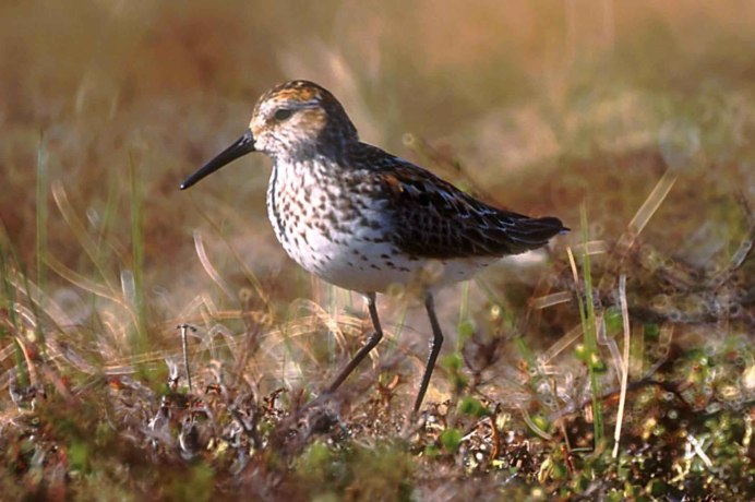 Пестрый улит