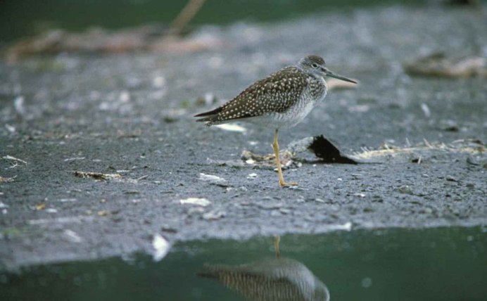 Дутыш (Calidris melanotos)