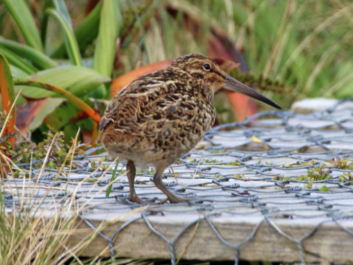 Просяник птица