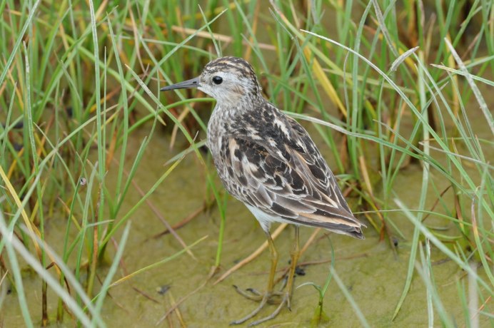 Желтоногий улит