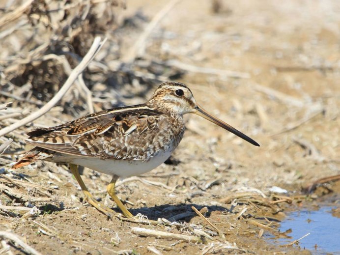 Желтозобик птица