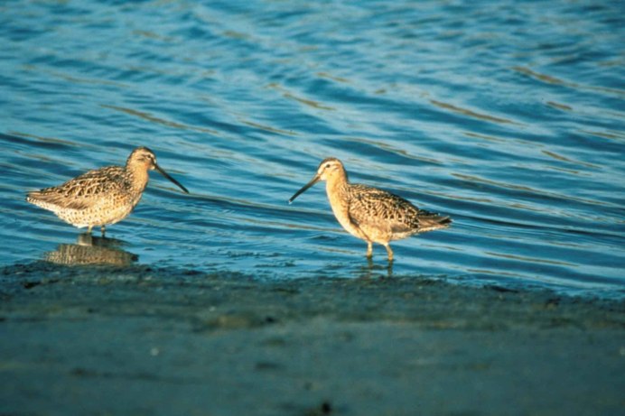 Бекасик песочник птица