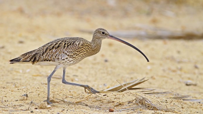 Бекас Кулик птица