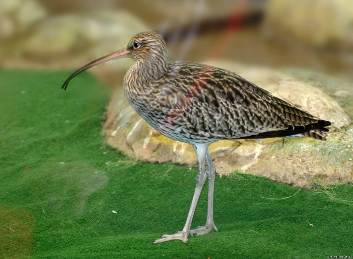 Бекасовидный веретенник