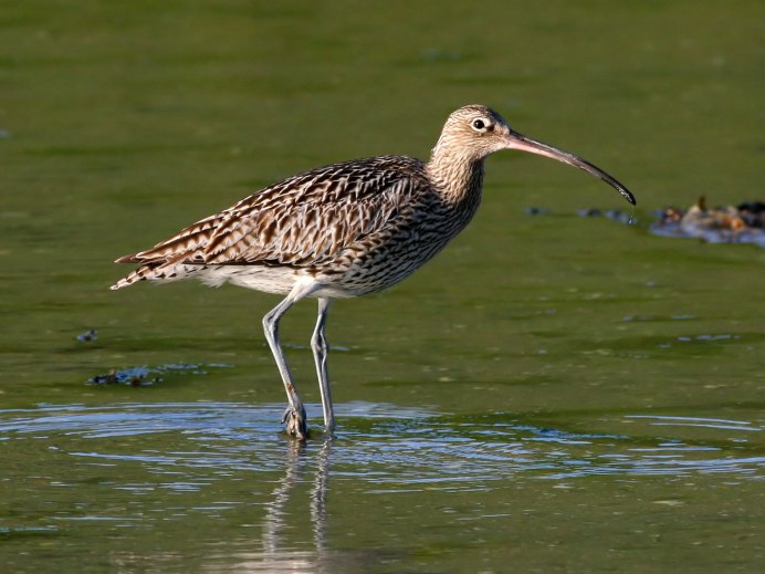 The spotted Sandpiper (Actitis macularius)